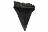 Fossil Broad-Toothed Mako Tooth - South Carolina #374774-1